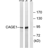 Western Blot - Anti-CAGE1 Antibody (C14912) - Antibodies.com