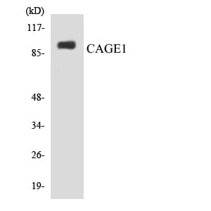 Western blot analysis of the lysates from HepG2 cells using Anti-CAGE1 Antibody.