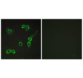 Immunofluorescence - Anti-C3AR1 Antibody (G028) - Antibodies.com