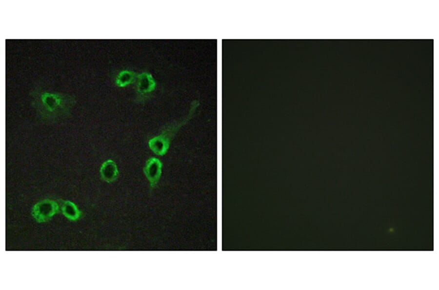 Immunofluorescence - Anti-C3AR1 Antibody (G028) - Antibodies.com