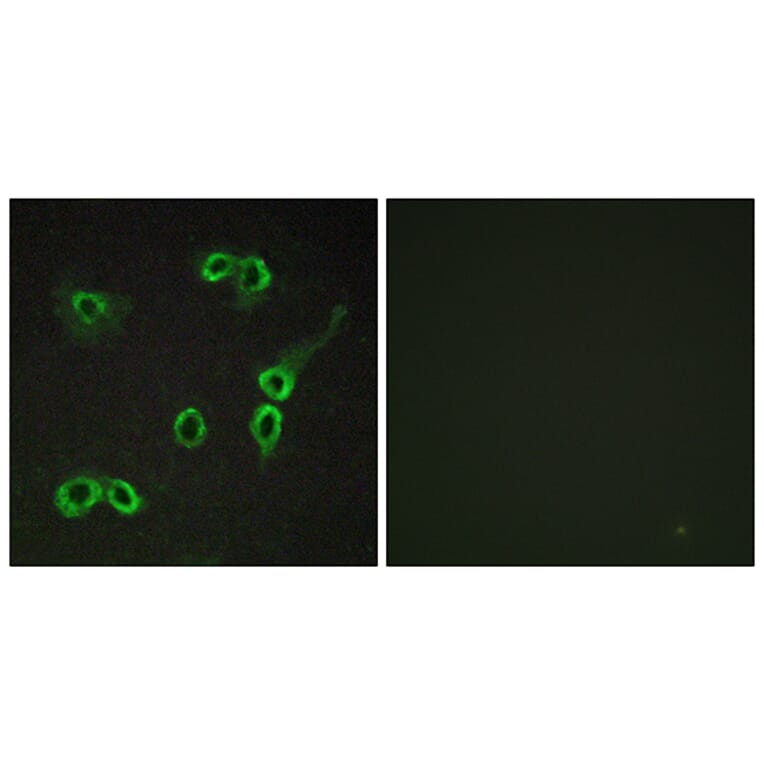 Immunofluorescence - Anti-C3AR1 Antibody (G028) - Antibodies.com
