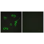 Immunofluorescence - Anti-C3AR1 Antibody (G028) - Antibodies.com