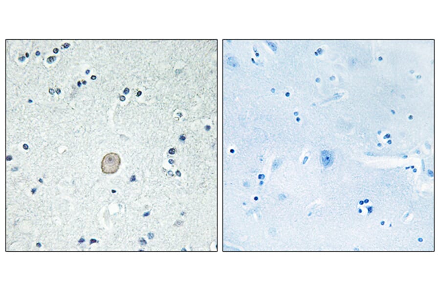 Immunohistochemistry - Anti-C3AR1 Antibody (G028) - Antibodies.com