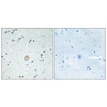 Immunohistochemistry - Anti-C3AR1 Antibody (G028) - Antibodies.com
