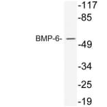 Western Blot - Anti-BMP-6 Antibody (R12-2038) - Antibodies.com