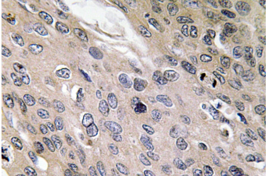 Immunohistochemistry - Anti-BMP-6 Antibody (R12-2038) - Antibodies.com