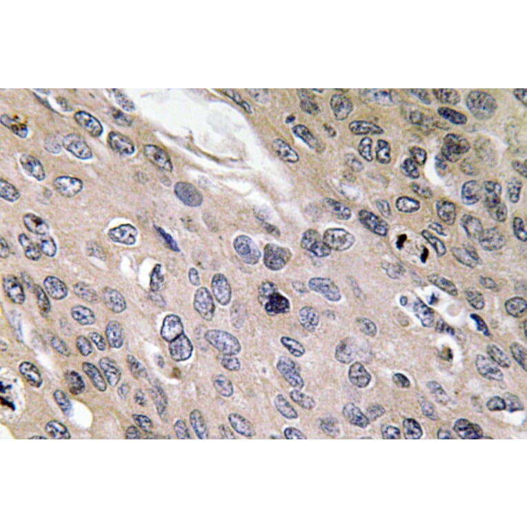 Immunohistochemistry - Anti-BMP-6 Antibody (R12-2038) - Antibodies.com