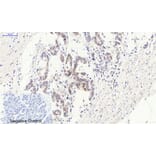 Immunohistochemistry - Anti-BCL-2 Antibody (B7026) - Antibodies.com
