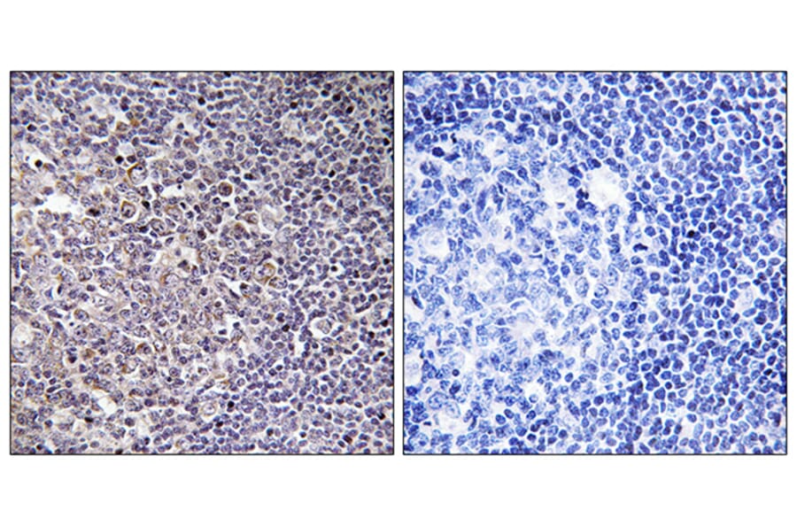 Immunohistochemistry - Anti-BCAS4 Antibody (C14803) - Antibodies.com