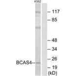 Western Blot - Anti-BCAS4 Antibody (C14803) - Antibodies.com