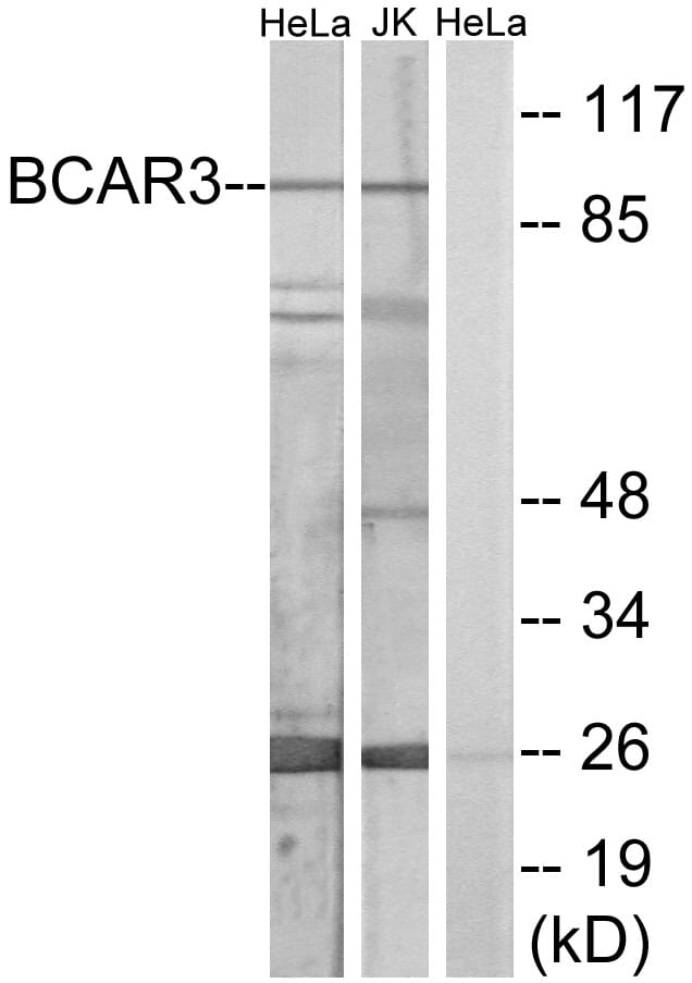 Western blot analysis of lysates from HeLa and Jurkat cells using Anti-BCAR3 Antibody. The right hand lane represents a negative control, where the antibody is blocked by the immunising peptide.