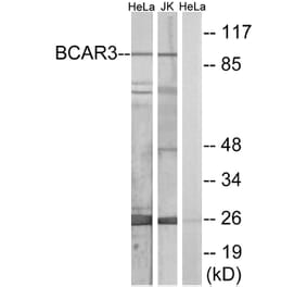 Western Blot - Anti-BCAR3 Antibody (C10193) - Antibodies.com