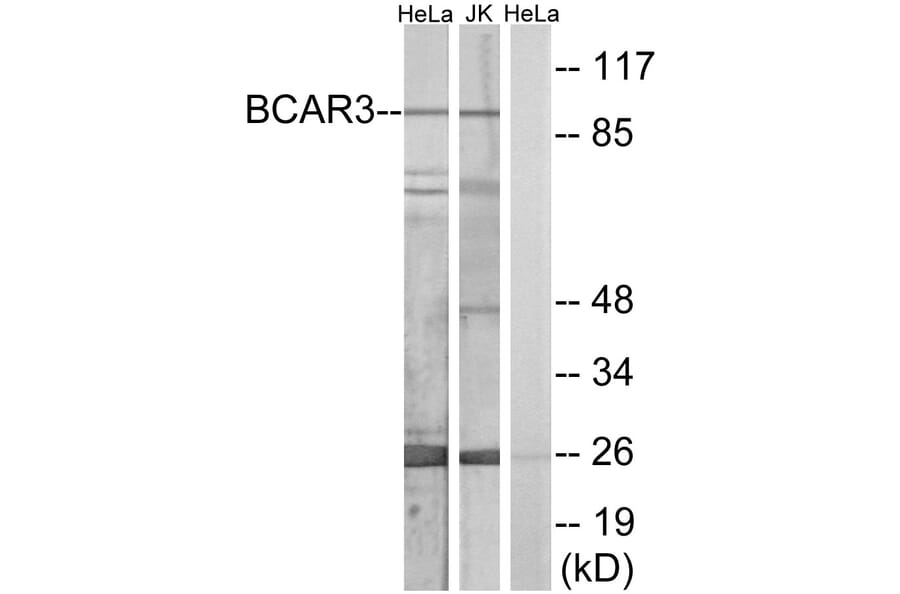 Western Blot - Anti-BCAR3 Antibody (C10193) - Antibodies.com