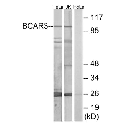 Western Blot - Anti-BCAR3 Antibody (C10193) - Antibodies.com