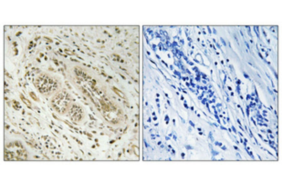 Immunohistochemistry - Anti-BCAR3 Antibody (C10193) - Antibodies.com