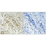 Immunohistochemistry - Anti-BCAR3 Antibody (C10193) - Antibodies.com