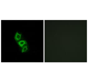 Immunofluorescence - Anti-APOL5 Antibody (C14543) - Antibodies.com