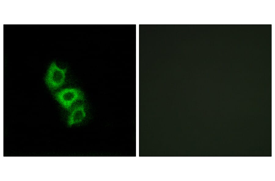 Immunofluorescence - Anti-APOL5 Antibody (C14543) - Antibodies.com