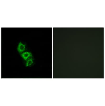 Immunofluorescence - Anti-APOL5 Antibody (C14543) - Antibodies.com