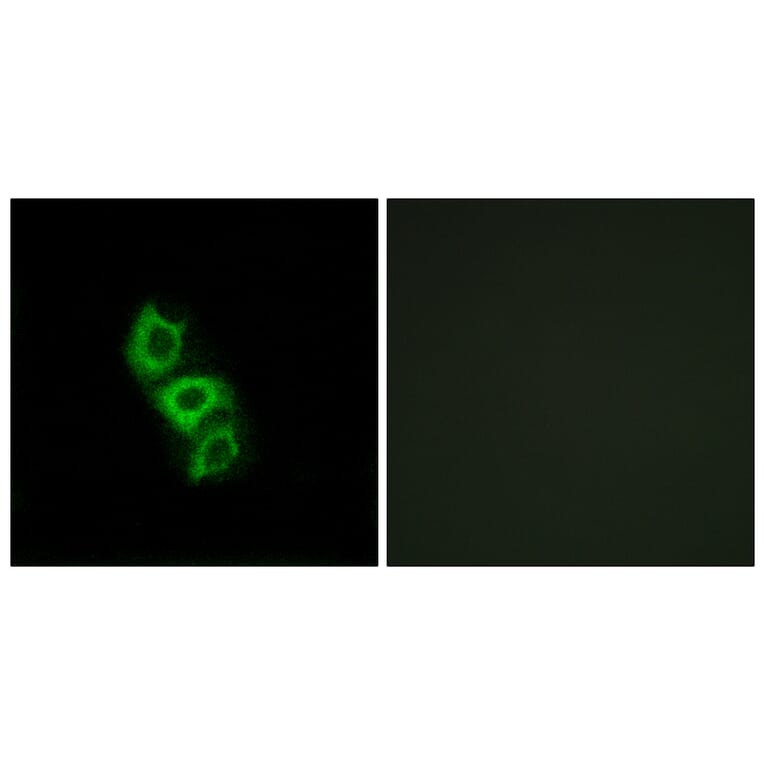 Immunofluorescence - Anti-APOL5 Antibody (C14543) - Antibodies.com
