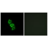 Immunofluorescence - Anti-APOL5 Antibody (C14543) - Antibodies.com