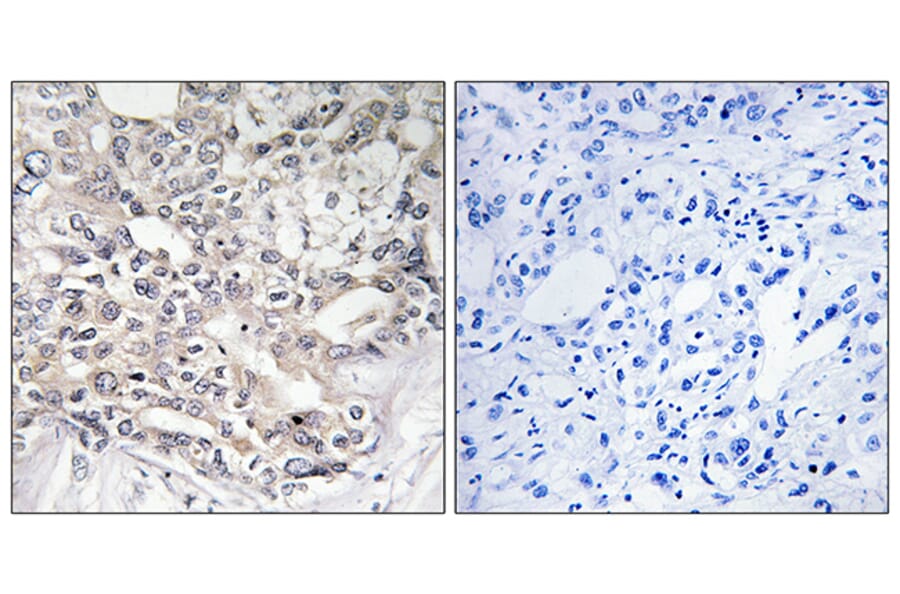 Immunohistochemistry - Anti-APOL5 Antibody (C14543) - Antibodies.com