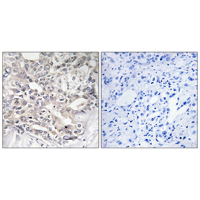 Immunohistochemistry - Anti-APOL5 Antibody (C14543) - Antibodies.com