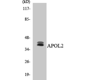 Western Blot - Anti-APOL2 Antibody (R12-2497) - Antibodies.com