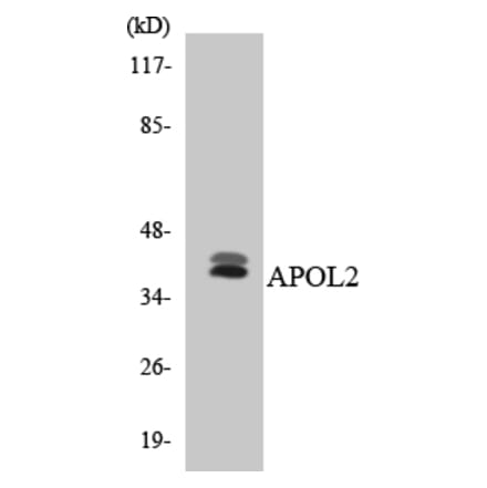 Western Blot - Anti-APOL2 Antibody (R12-2497) - Antibodies.com