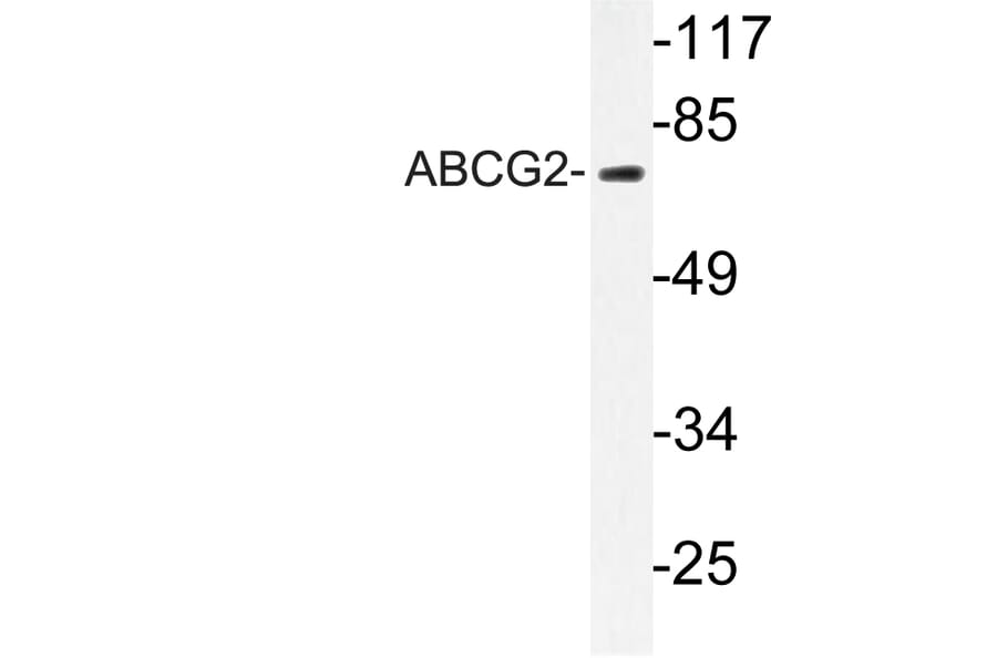 Western Blot - Anti-ABCG2 Antibody (R12-2001) - Antibodies.com