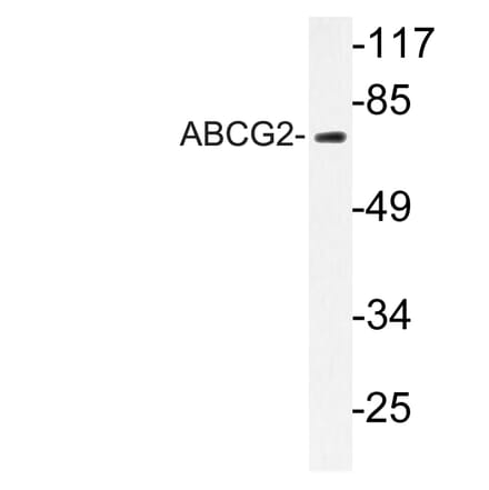 Western Blot - Anti-ABCG2 Antibody (R12-2001) - Antibodies.com