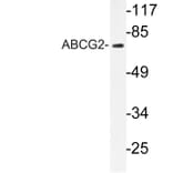 Western Blot - Anti-ABCG2 Antibody (R12-2001) - Antibodies.com