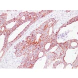 Immunohistochemistry - Anti-HSP60 Antibody (V0084) - Antibodies.com
