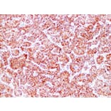 Immunohistochemistry - Anti-HSP60 Antibody (V0084) - Antibodies.com