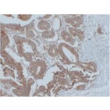 Immunohistochemistry - Anti-EpCAM Antibody (V0068) - Antibodies.com