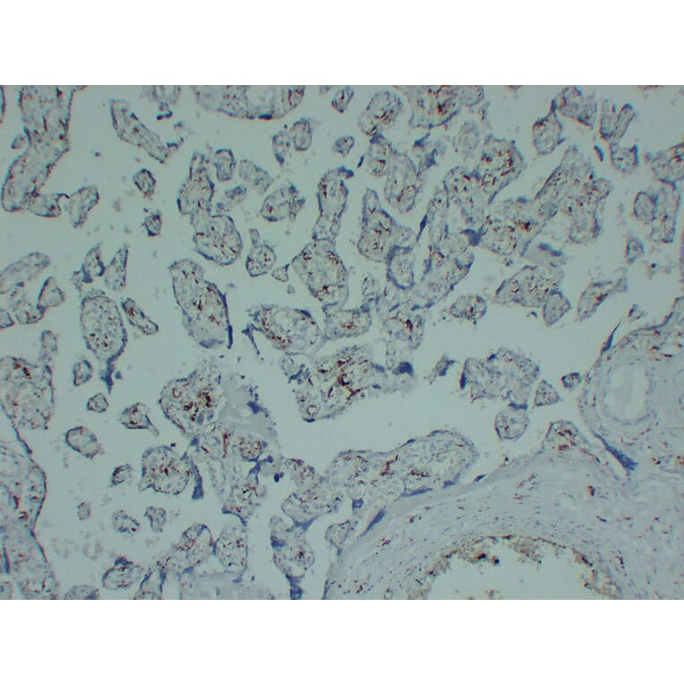 Immunohistochemistry - Anti-CD163 Antibody (V0017) - Antibodies.com