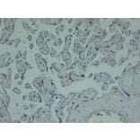 Immunohistochemistry - Anti-CD163 Antibody (V0017) - Antibodies.com