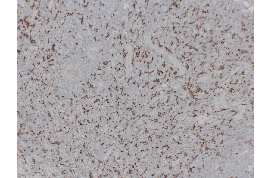 Immunohistochemistry - Anti-CD163 Antibody (V0017) - Antibodies.com