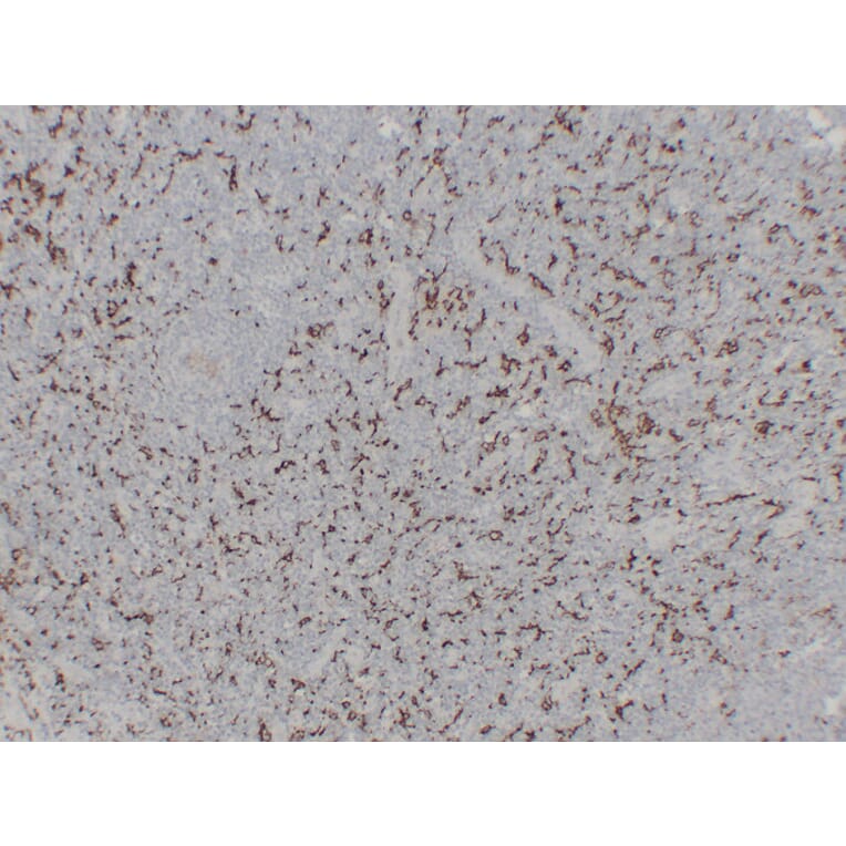 Immunohistochemistry - Anti-CD163 Antibody (V0017) - Antibodies.com