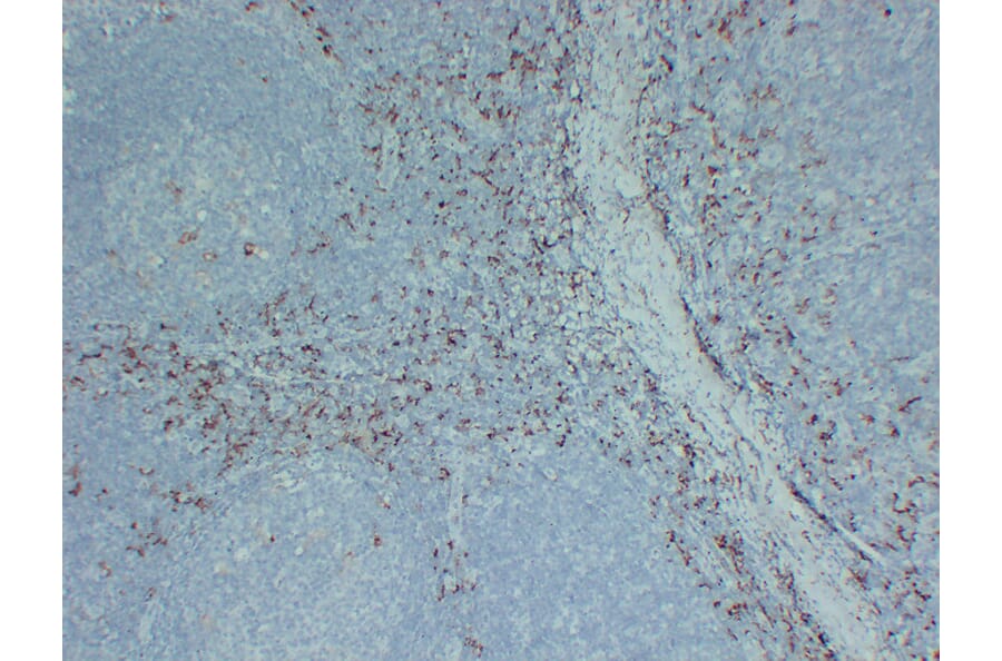 Immunohistochemistry - Anti-CD163 Antibody (V0017) - Antibodies.com