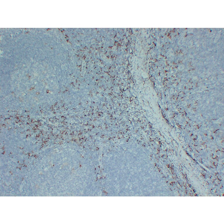 Immunohistochemistry - Anti-CD163 Antibody (V0017) - Antibodies.com