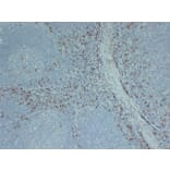 Immunohistochemistry - Anti-CD163 Antibody (V0017) - Antibodies.com