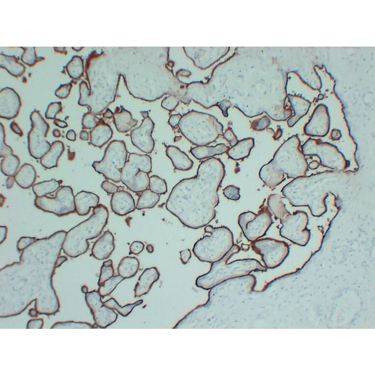 Immunohistochemistry - Anti-CD105 Antibody (V0015) - Antibodies.com