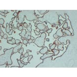 Immunohistochemistry - Anti-CD105 Antibody (V0015) - Antibodies.com