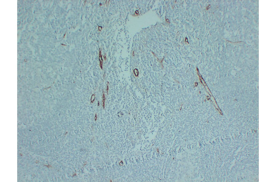 Immunohistochemistry - Anti-CD105 Antibody (V0015) - Antibodies.com