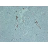 Immunohistochemistry - Anti-CD105 Antibody (V0015) - Antibodies.com