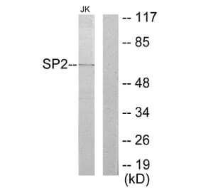 Western Blot - Anti-SP2 Antibody (C10844) - Antibodies.com