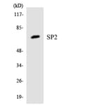 Western Blot - Anti-SP2 Antibody (R12-3552) - Antibodies.com