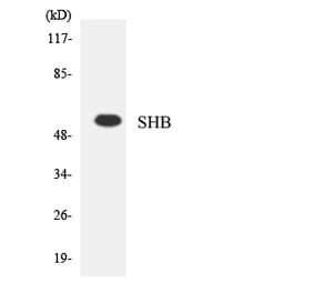 Western Blot - Anti-SHB Antibody (R12-3505) - Antibodies.com