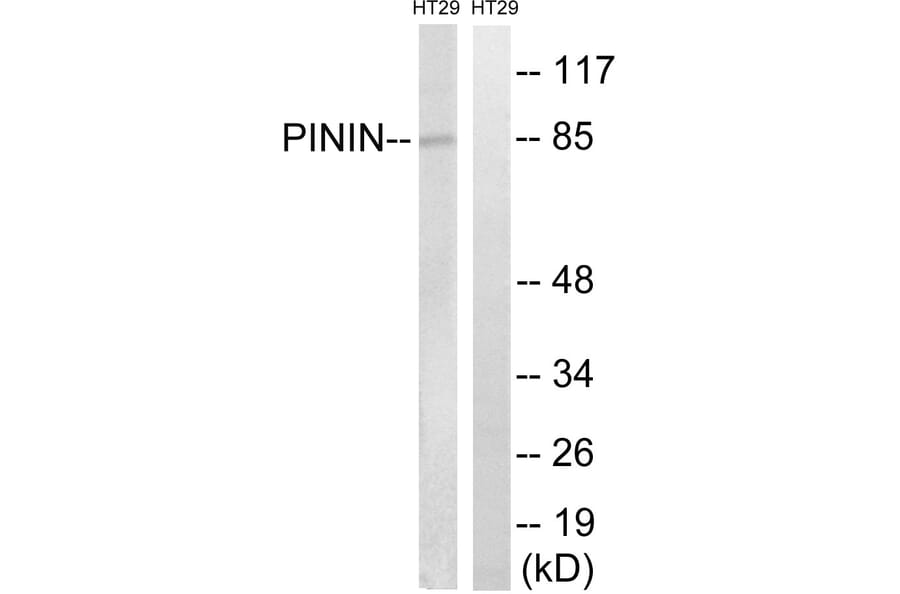 Western Blot - Anti-PNN Antibody (C17727) - Antibodies.com
